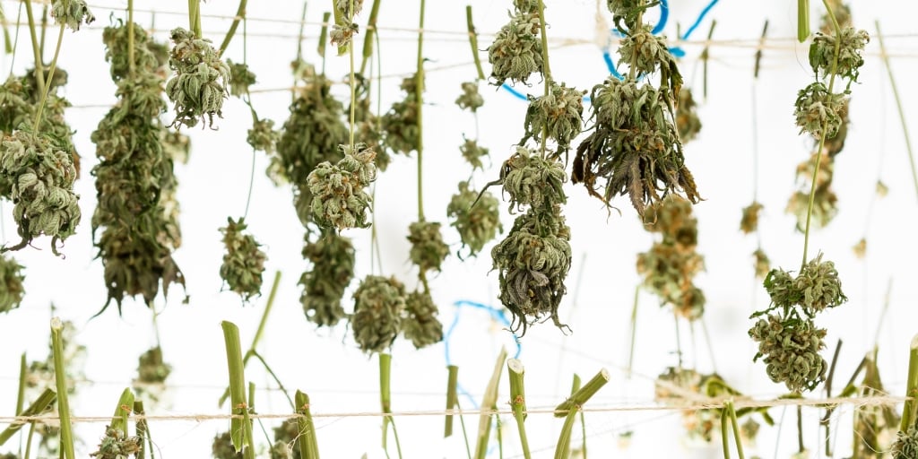 drying cannabis branches