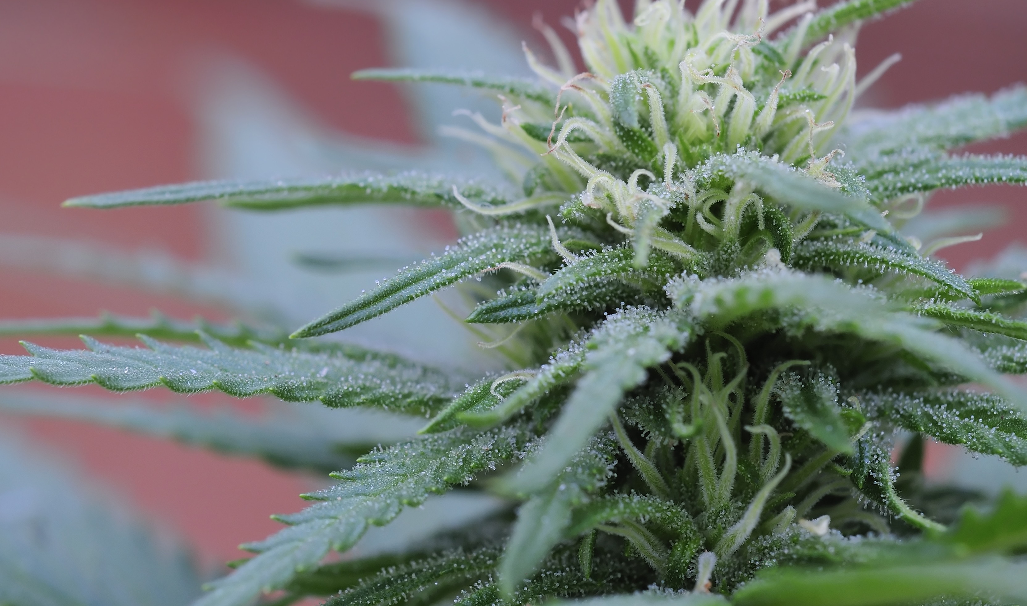 Weed With Red Hairs to Blues Hairs: Ultimate Guide to Colorful Weed