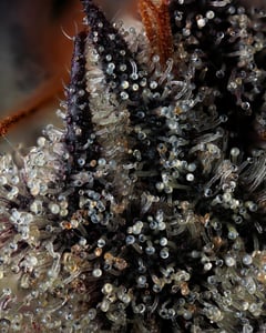pictures of trichomes ready to be harvested
