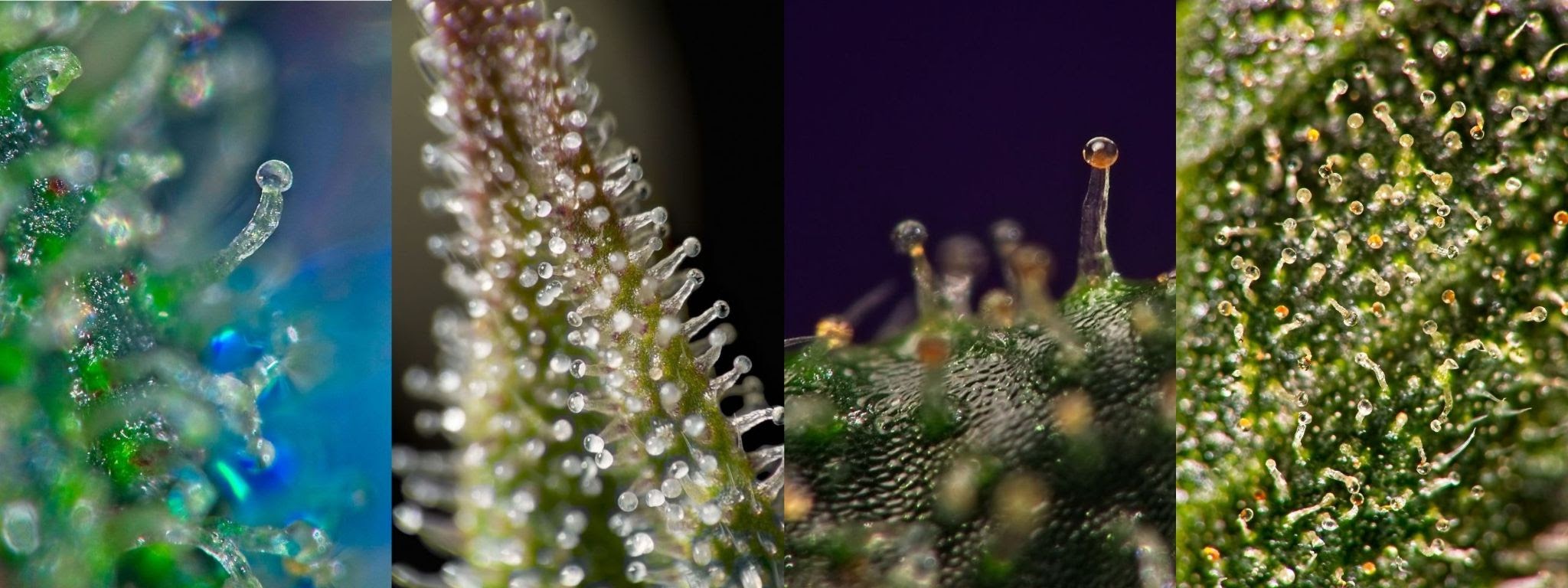 Trichome Development Stages-2