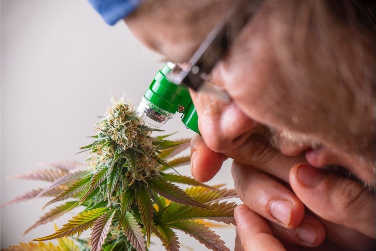 inspecting trichomes to know when to harvest cannabis