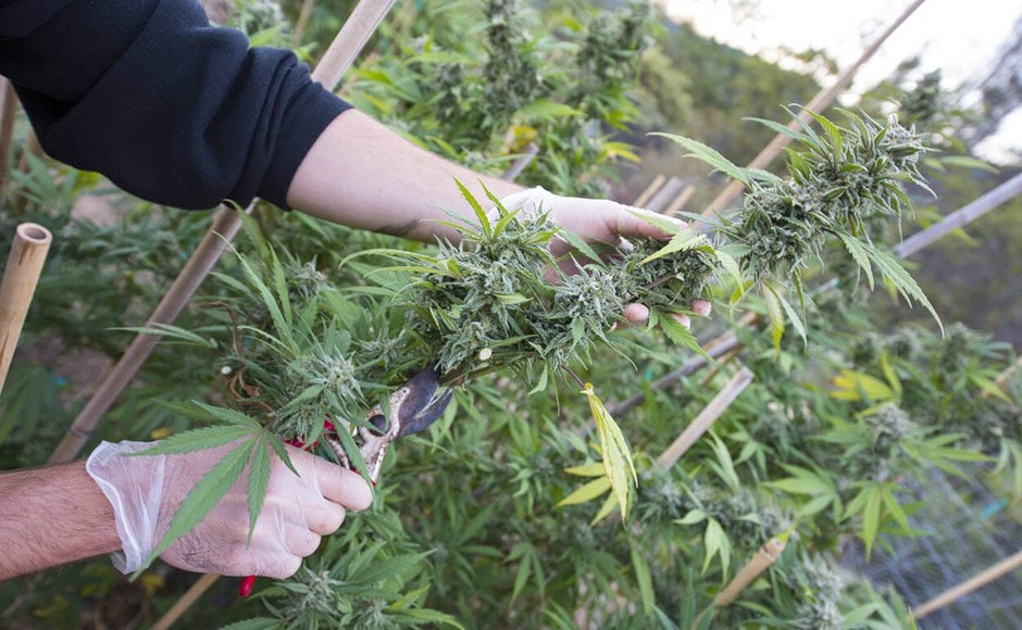 harvesting cannabis at the right time