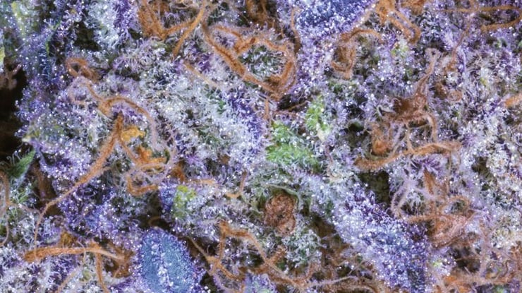 natural-purple-marijuana-bud