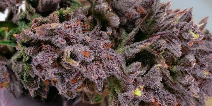 dark purple weed strain