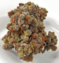 Weed With Red Hairs to Blues Hairs: Ultimate Guide to Colorful Weed