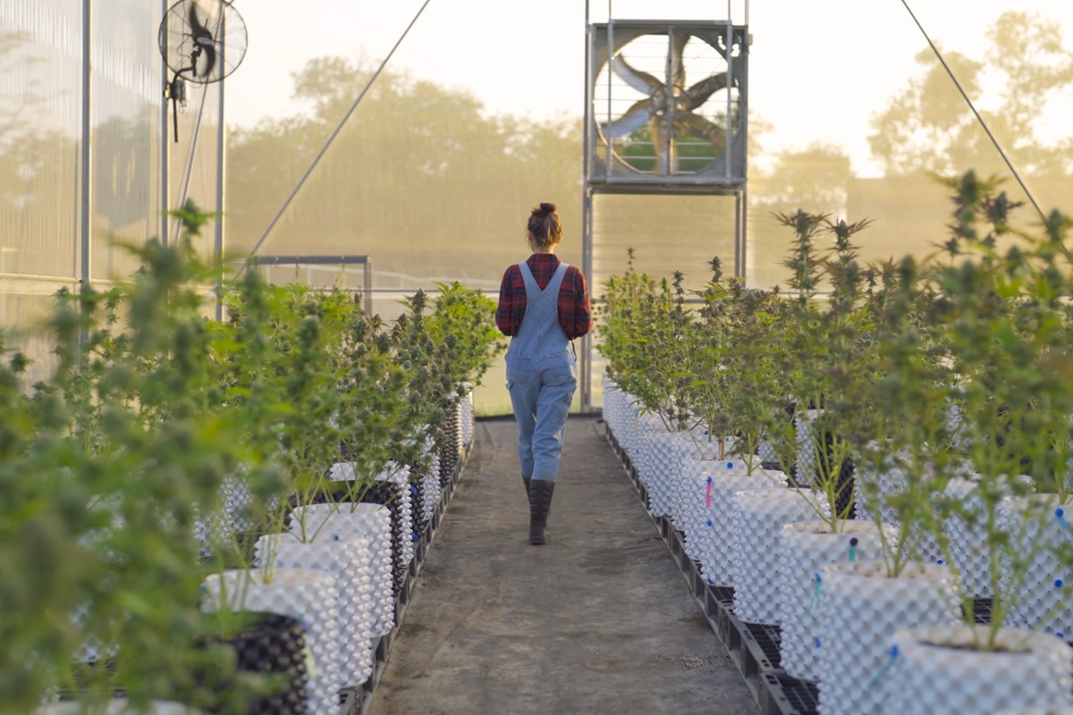 women cannabis farmer