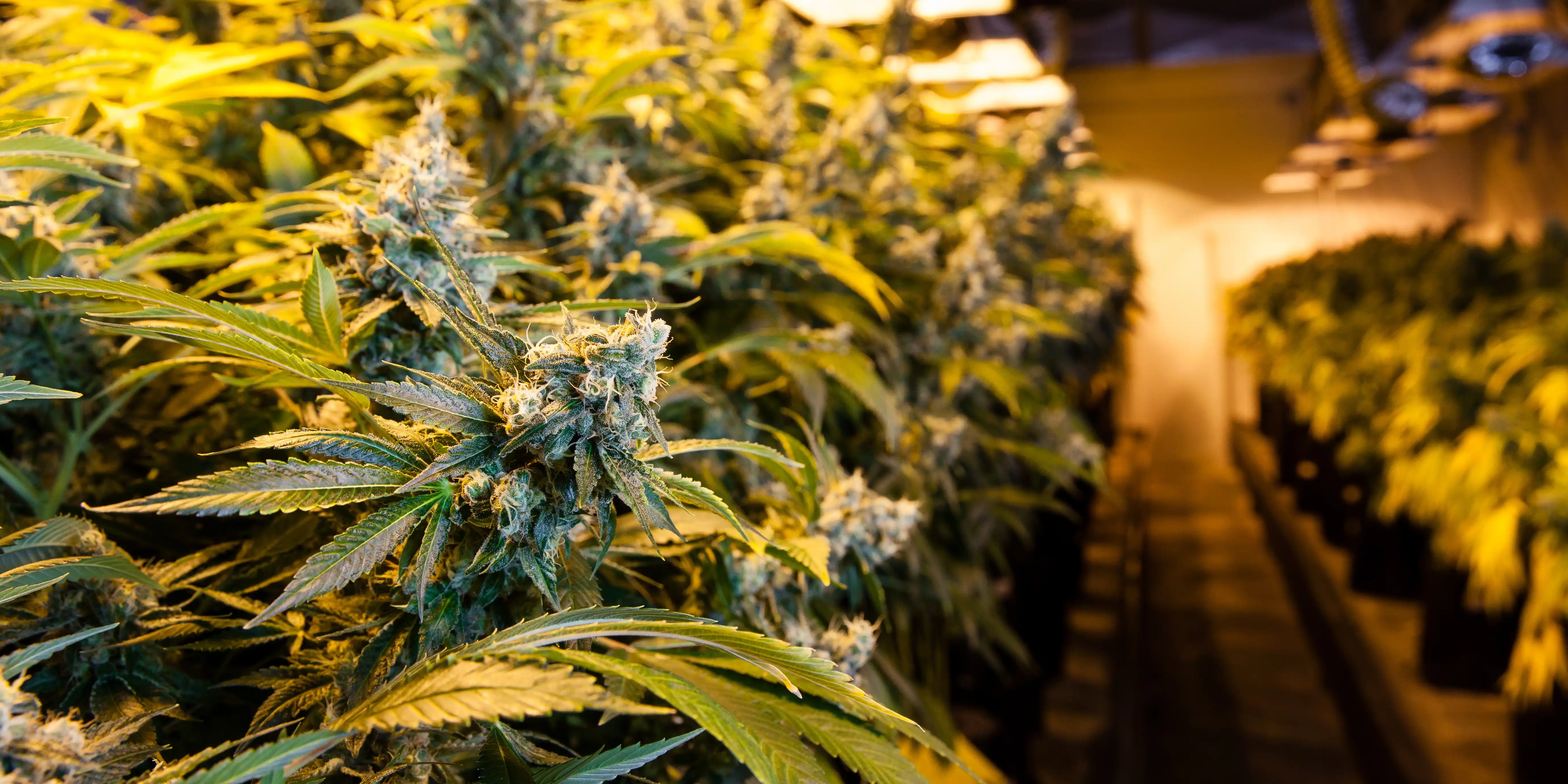 When To Harvest Cannabis - Growers Guide