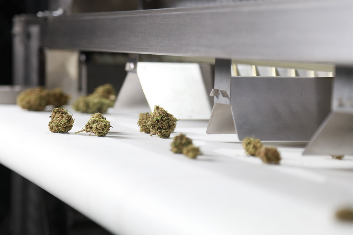 Maximize Your Cannabis Harvest With Automated Sorting