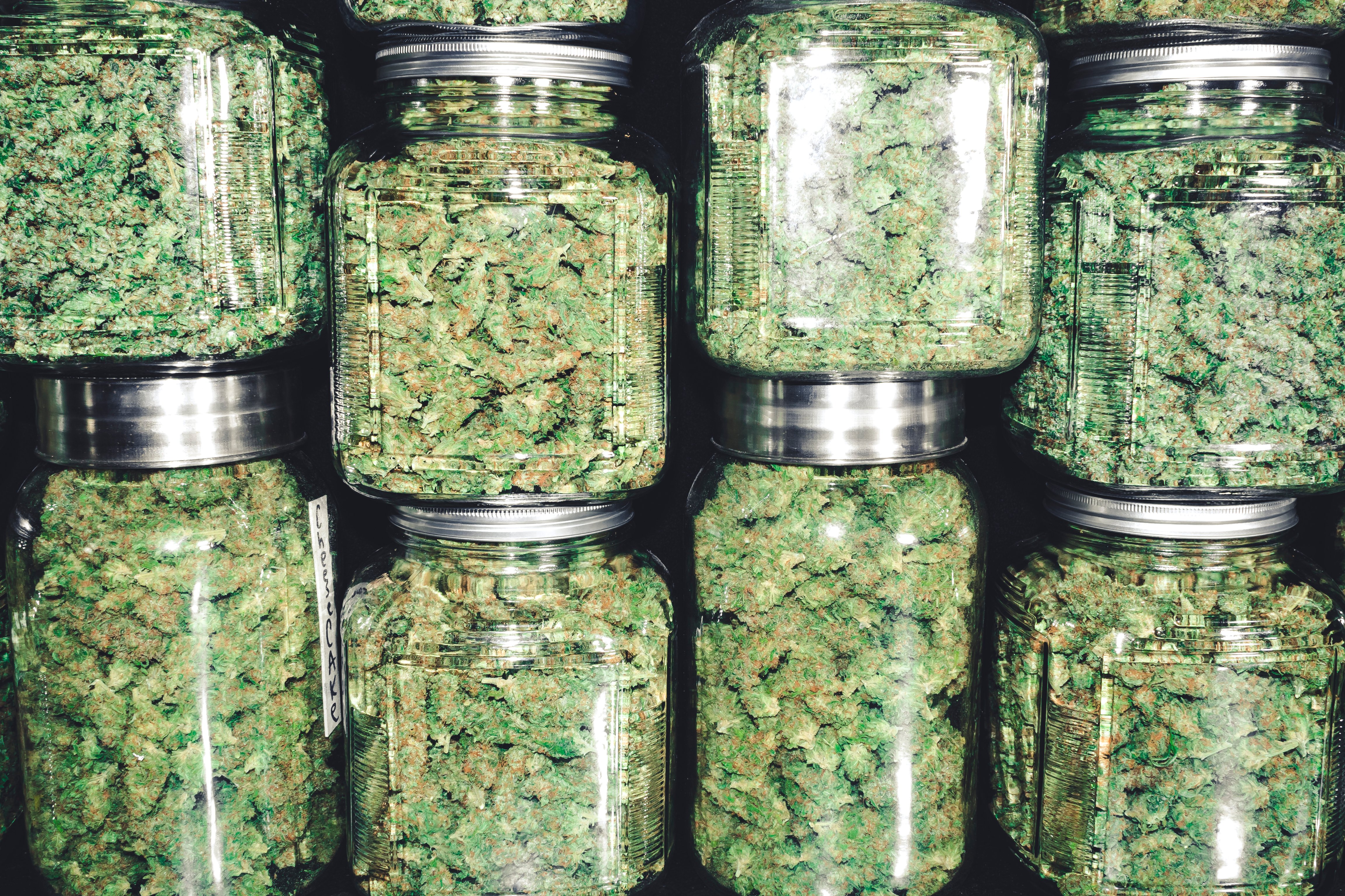 cannabis in curing jars