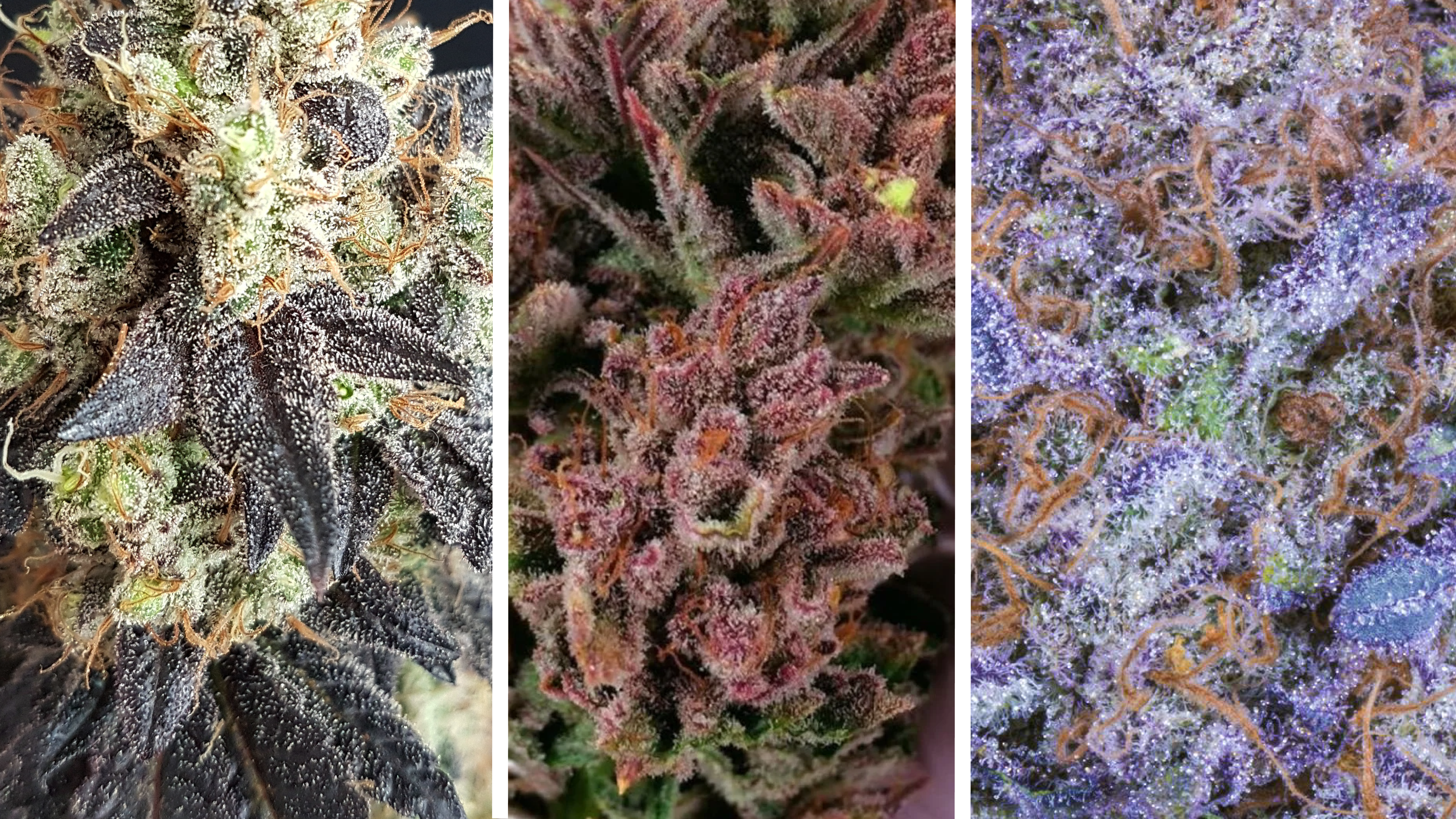 Weed With Red Hairs to Blues Hairs: Ultimate Guide to Colorful Weed